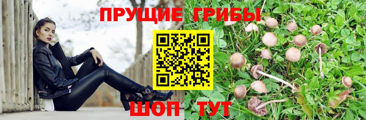 купить наркотики цена  Галлюциногенные грибы Magic Shrooms  Вход с VPN  Шадринск 